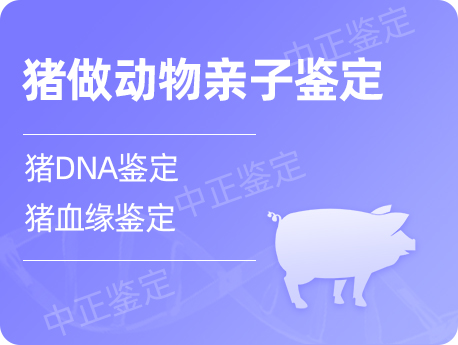 江阴猪做动物亲子鉴定